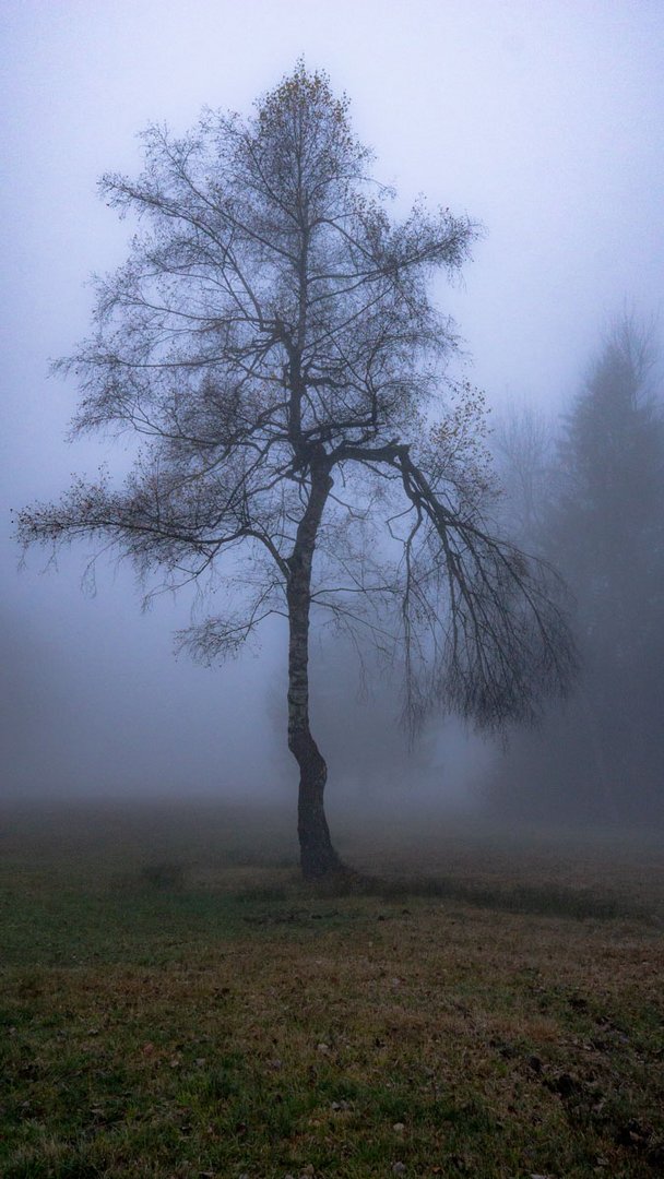 Birke im Nebel