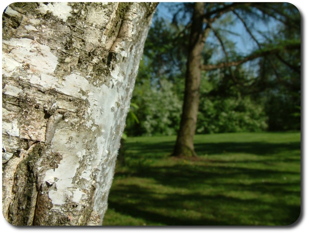 Birke im Park