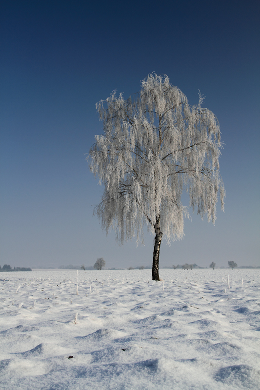 Birke im Reifkleid