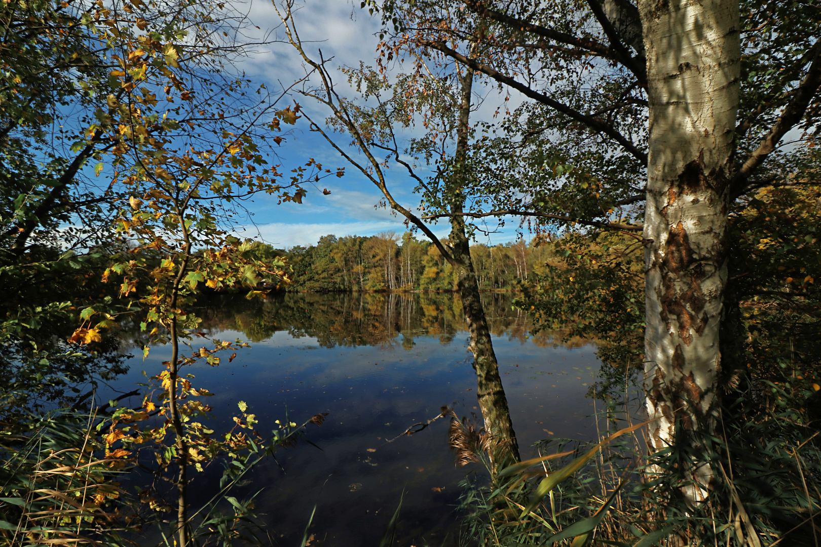 Birke im Schatten