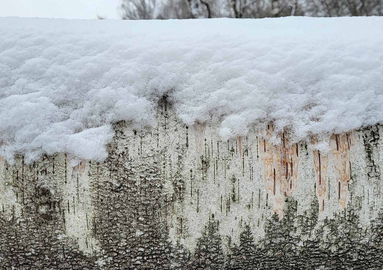 Birke im Schnee