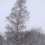 Birke im Schnee