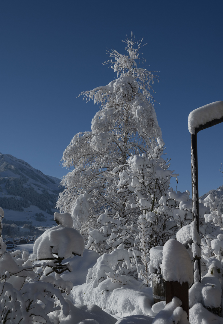 Birke im Schnee