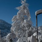 Birke im Schnee