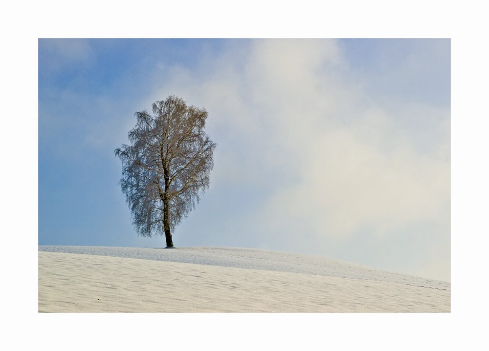 Birke im Schnee