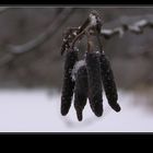 Birke im Schnee ~ Neujahrsspaziergang