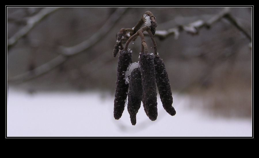 Birke im Schnee ~ Neujahrsspaziergang