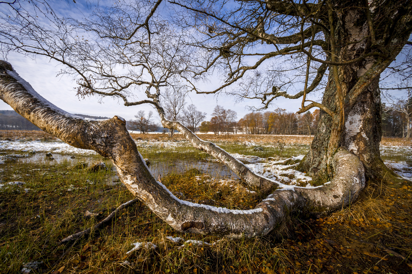 Birke im Schopflocher Moor