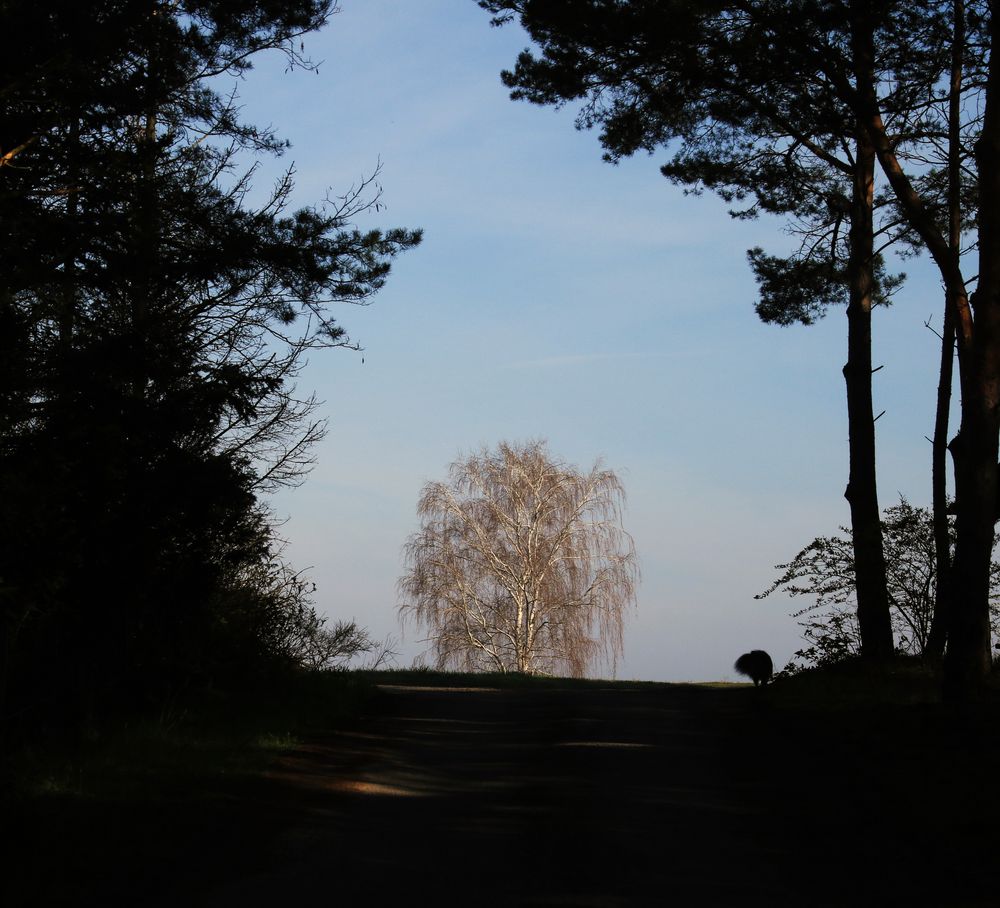 Birke im Sonnenlicht