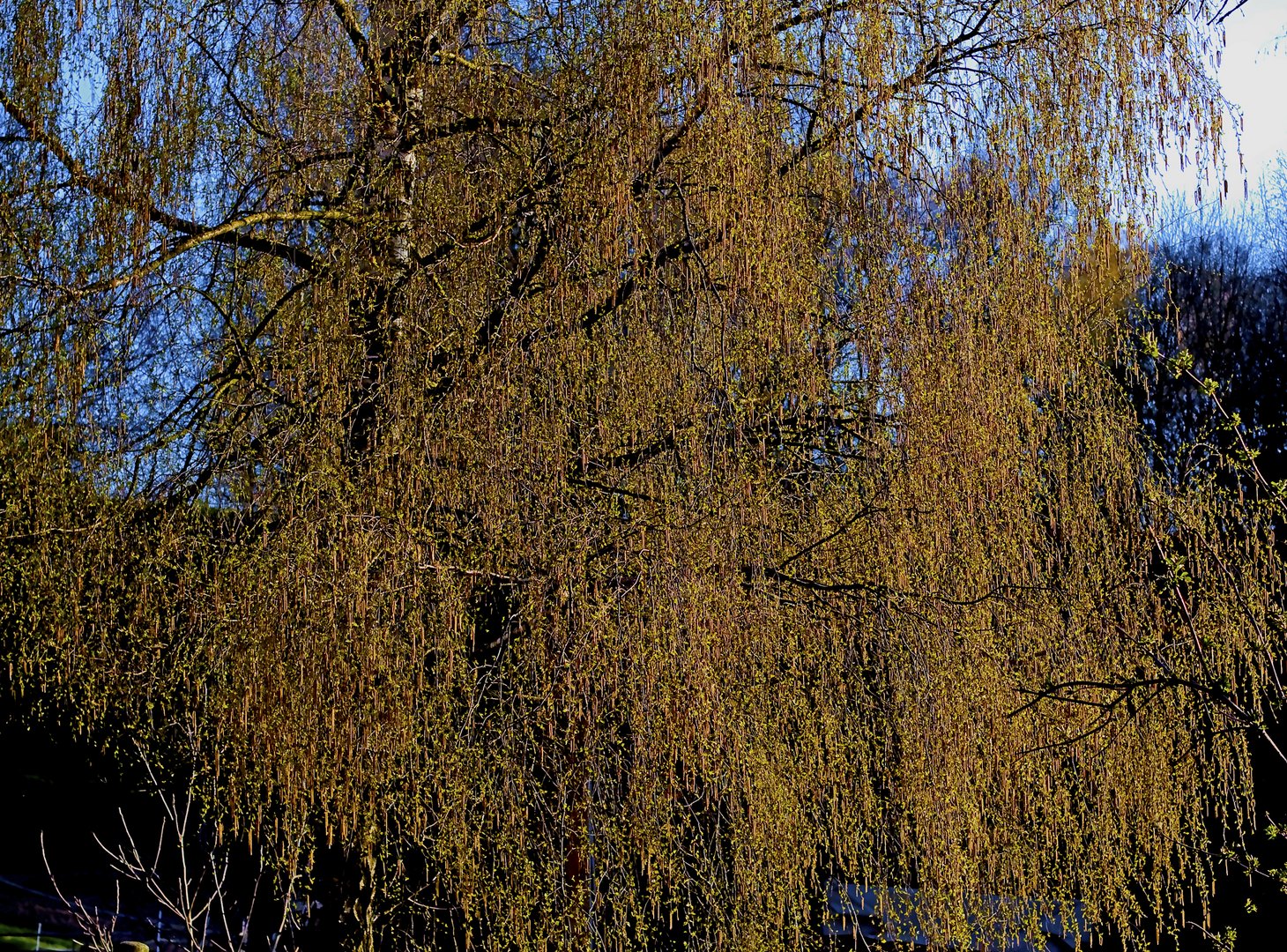 Birke im Sonnenlicht