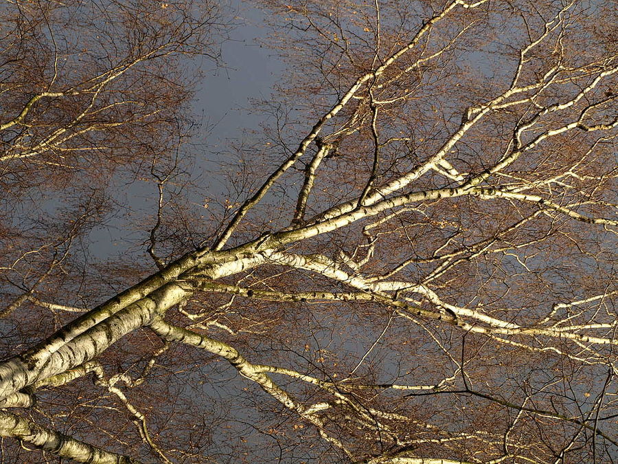 Birke im Sonnenlicht