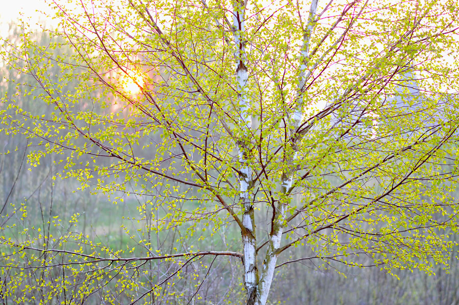 Birke im Sonnenuntergang