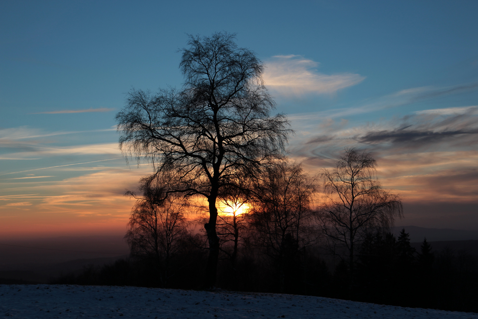 Birke im Sonnenuntergang