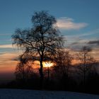 Birke im Sonnenuntergang