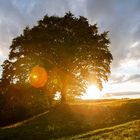  Birke im Sonnenuntergang 