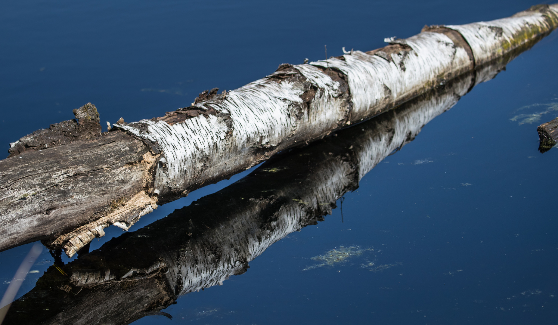 Birke im Wasser