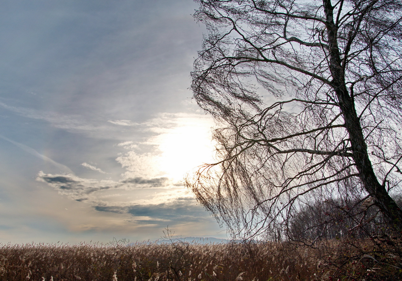 Birke im Wind