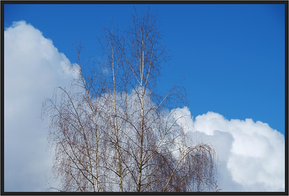 Birke im Wind