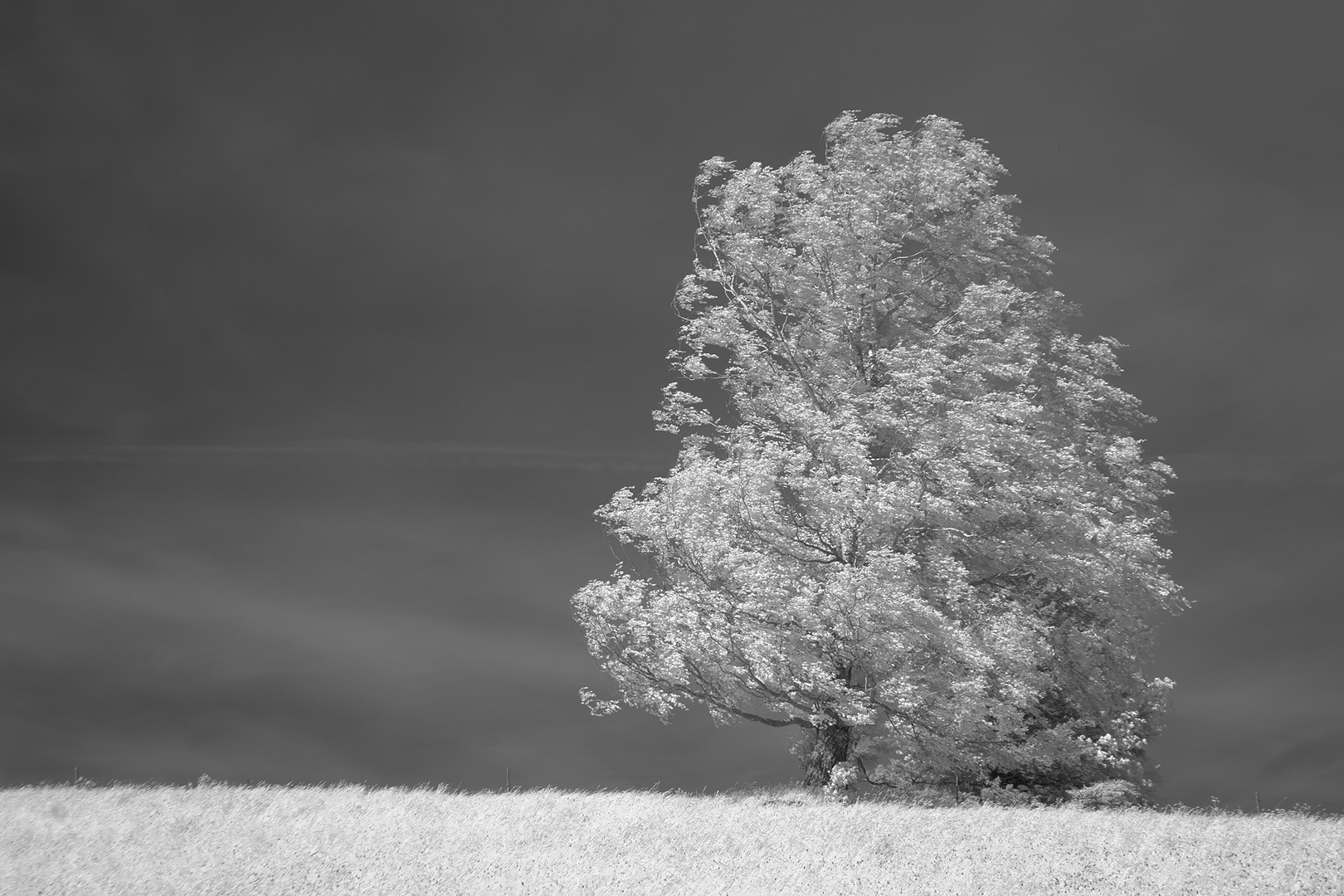 Birke im Wind