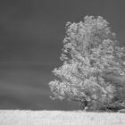 Birke im Wind