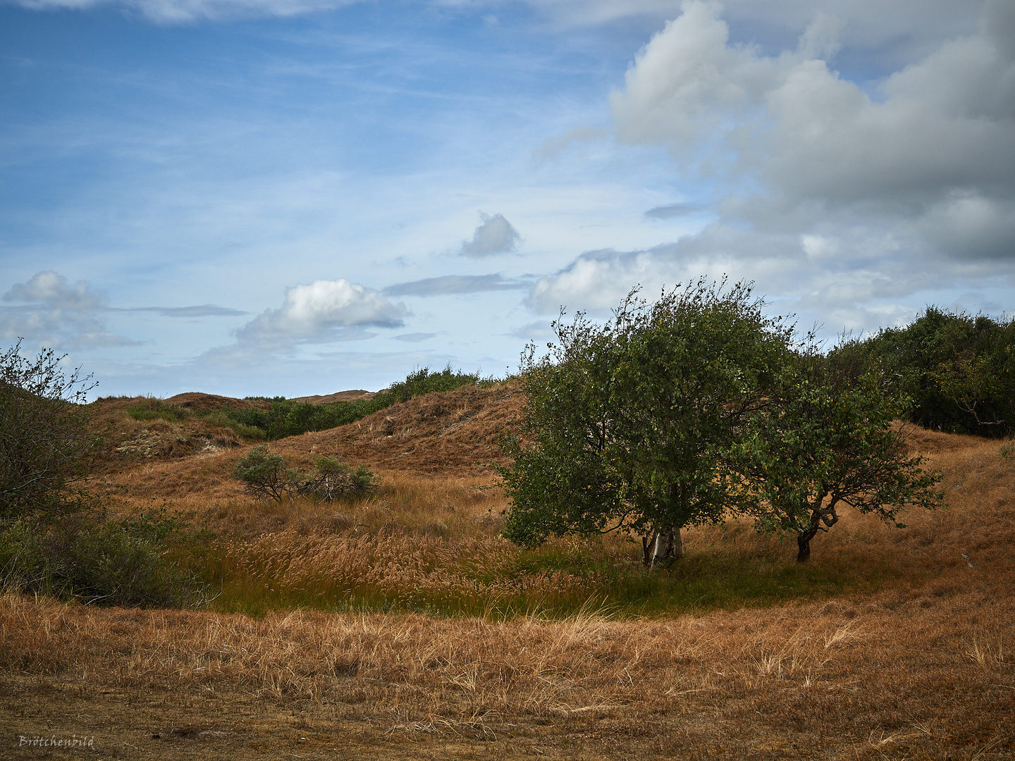 Birke im Wind