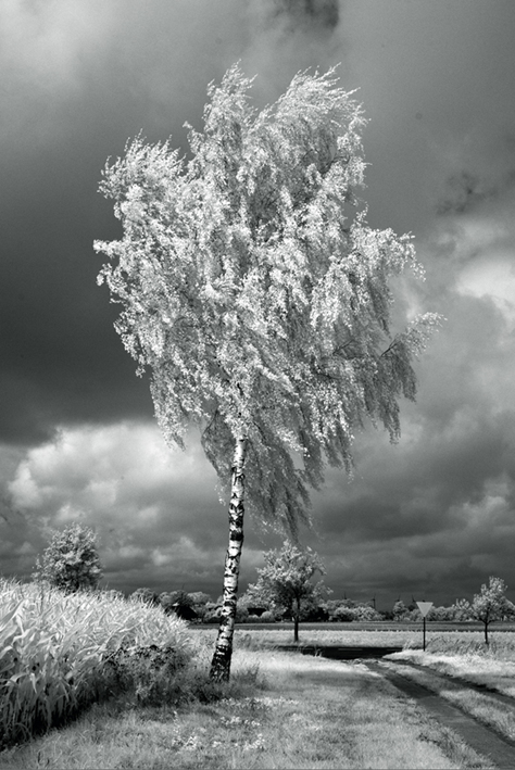 Birke im Wind