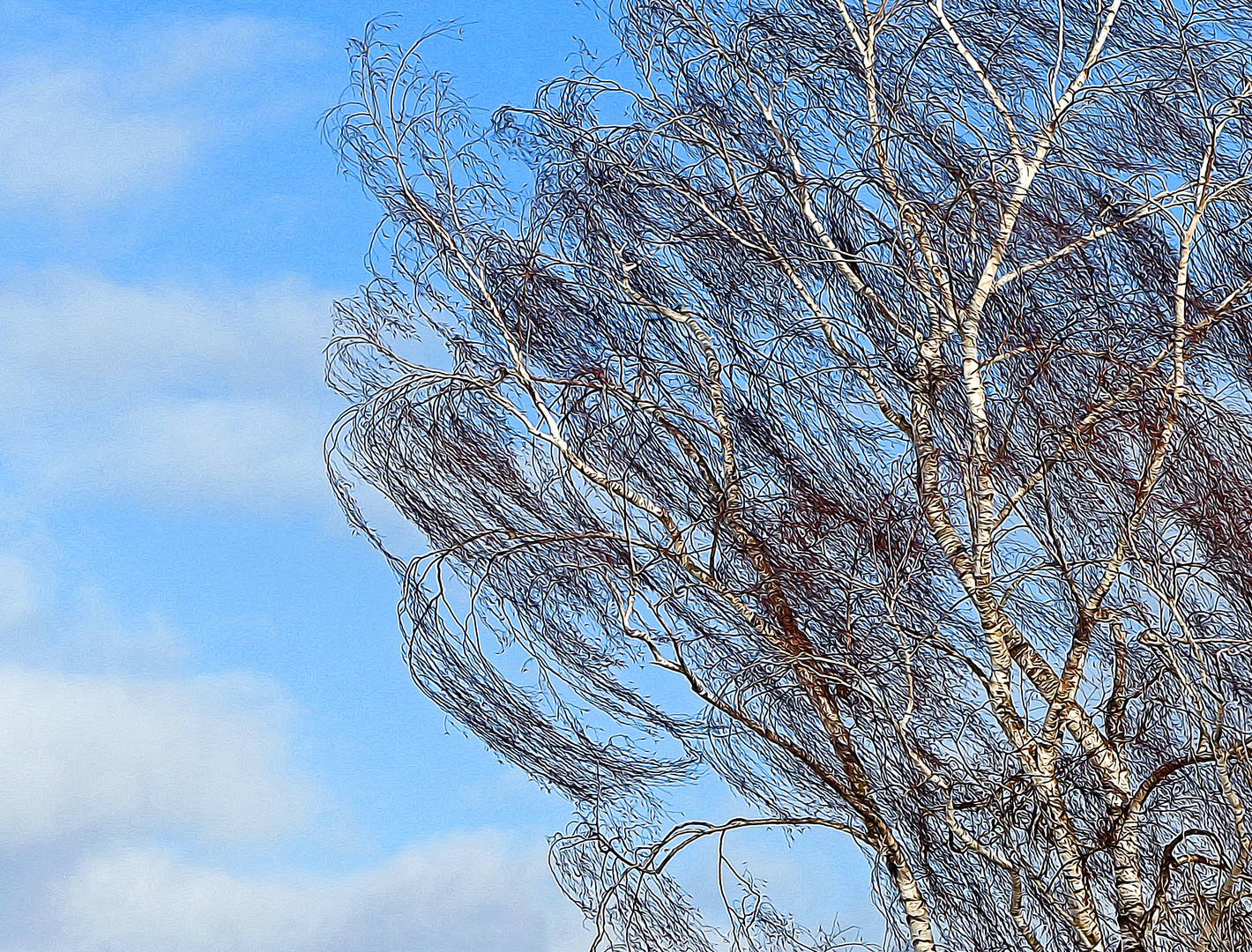 Birke im Wind