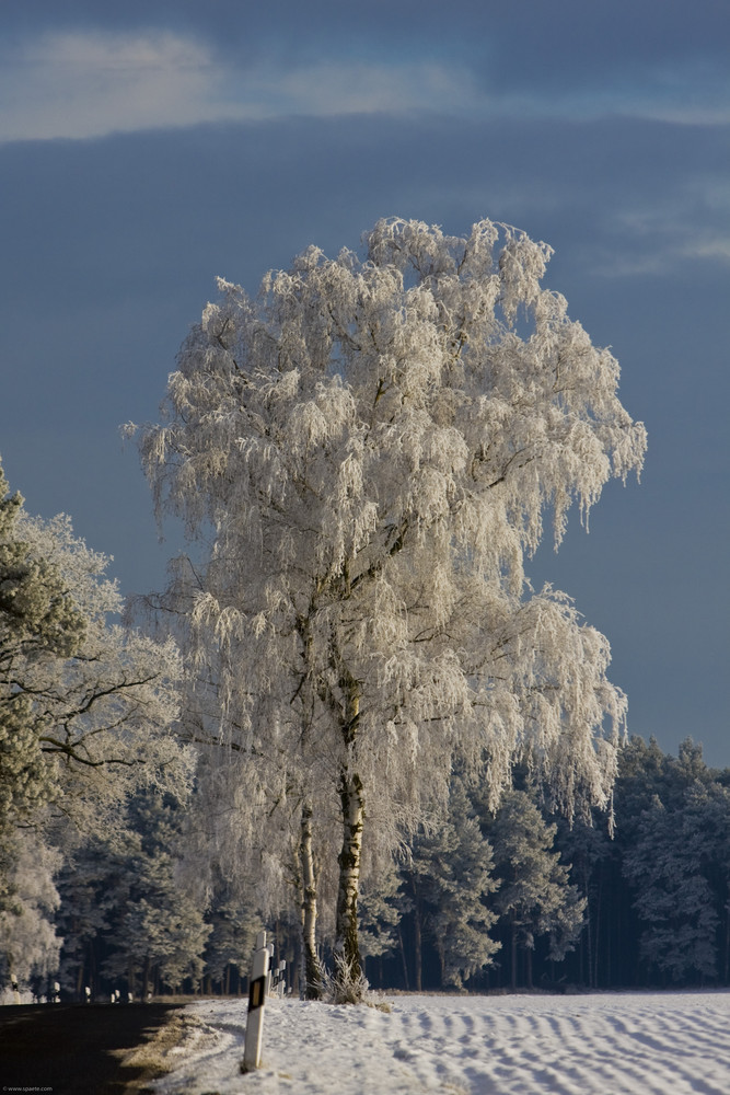 Birke im Winter