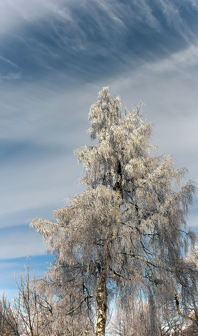 Birke im Winter