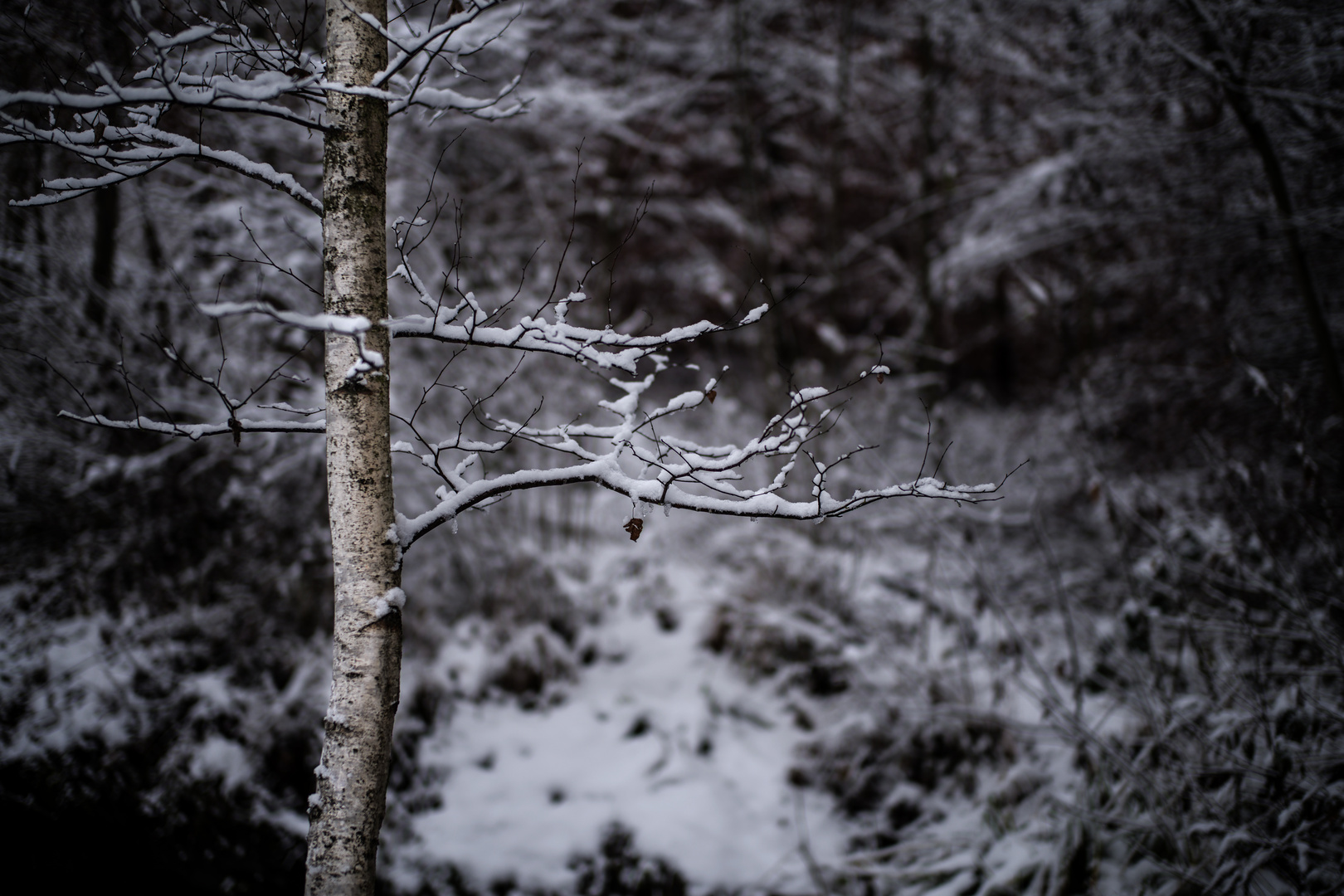 Birke im Winter