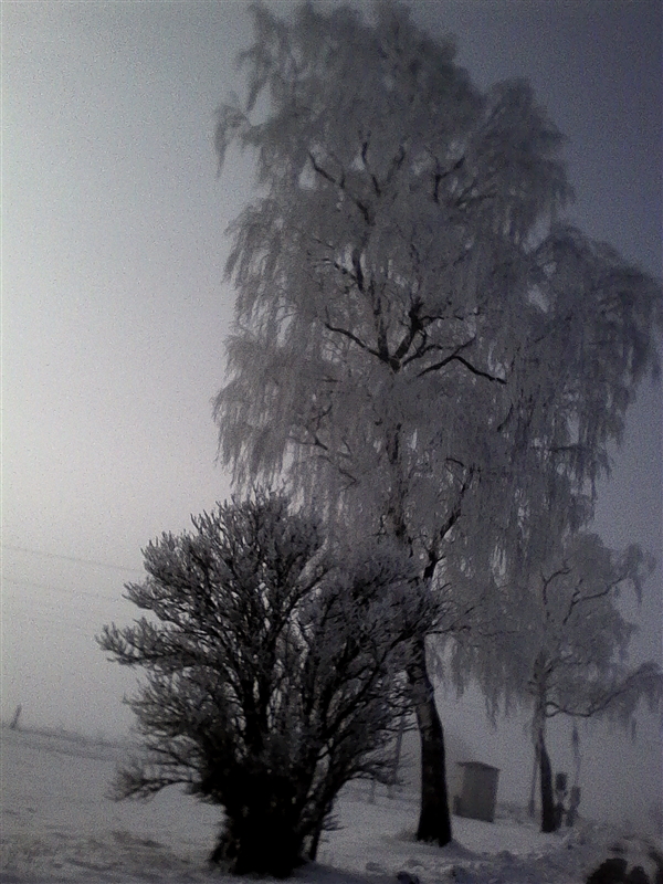 Birke im Winter