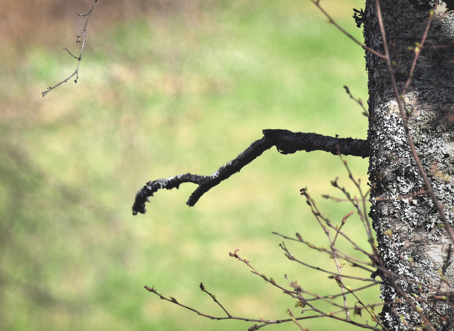 Birke im Winter, erstes Grün