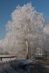 Birke im Winterkleid 1