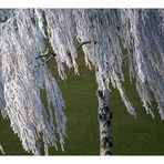 Birke im Winterkleidchen