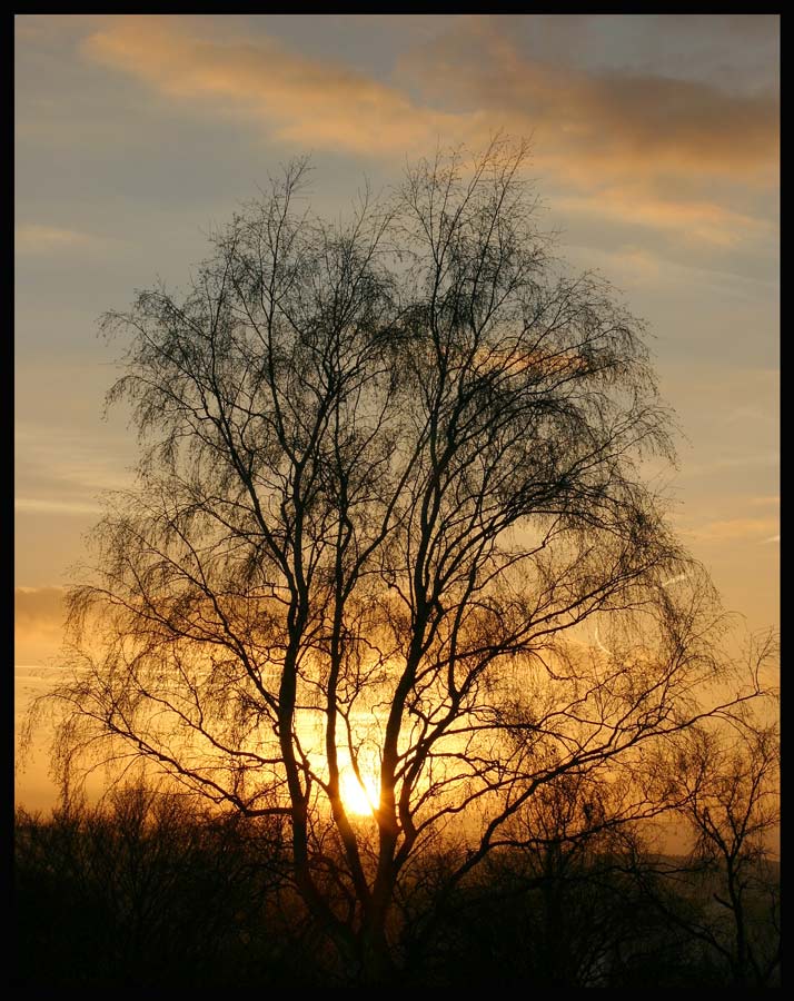 Birke in der Abendsonne 2