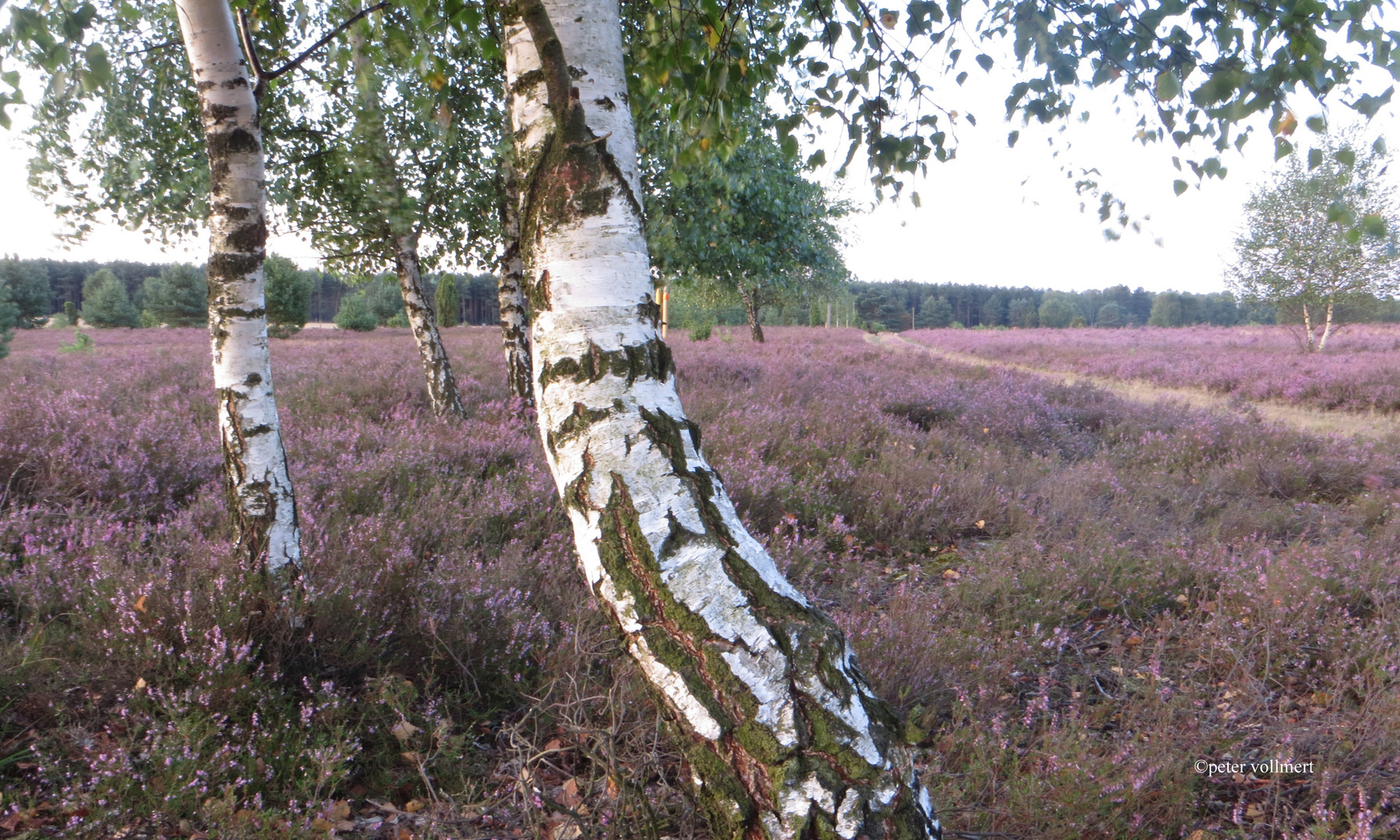 Birke in der Heide