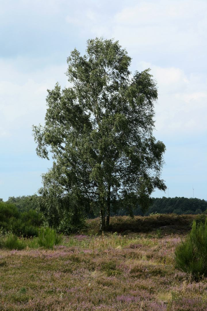 Birke in der Heide