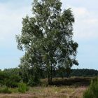 Birke in der Heide