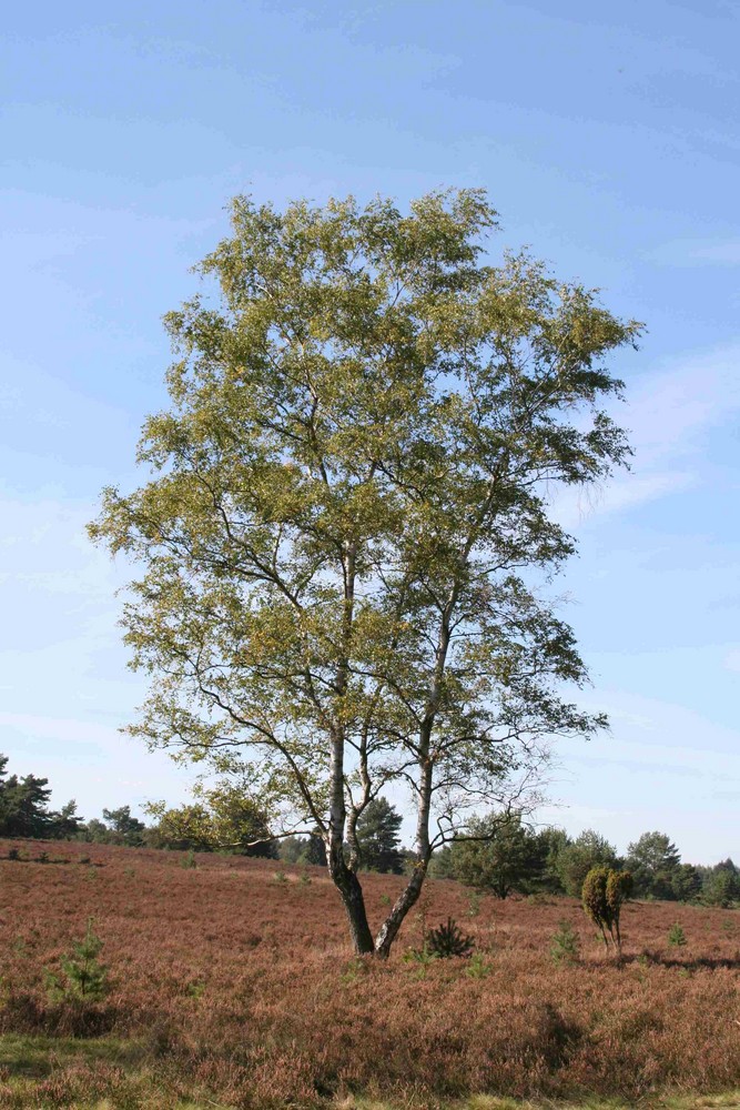 Birke in der Lüneburger Heide