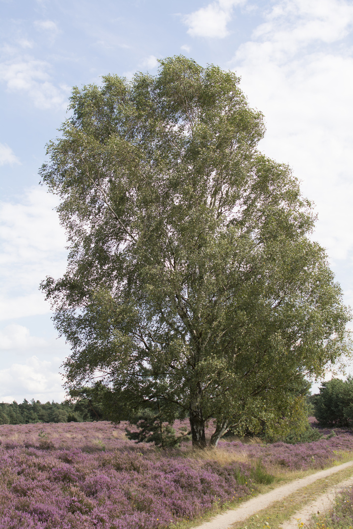 Birke in der Timmerloher Heide