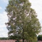 Birke in der Timmerloher Heide