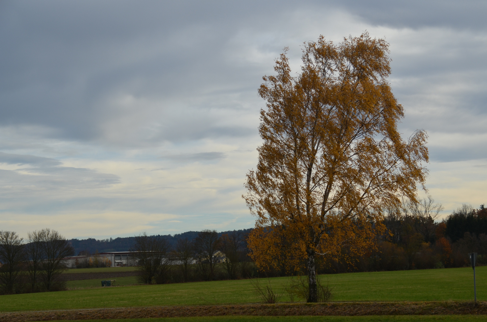 Birke in freier Landschaft