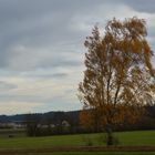 Birke in freier Landschaft