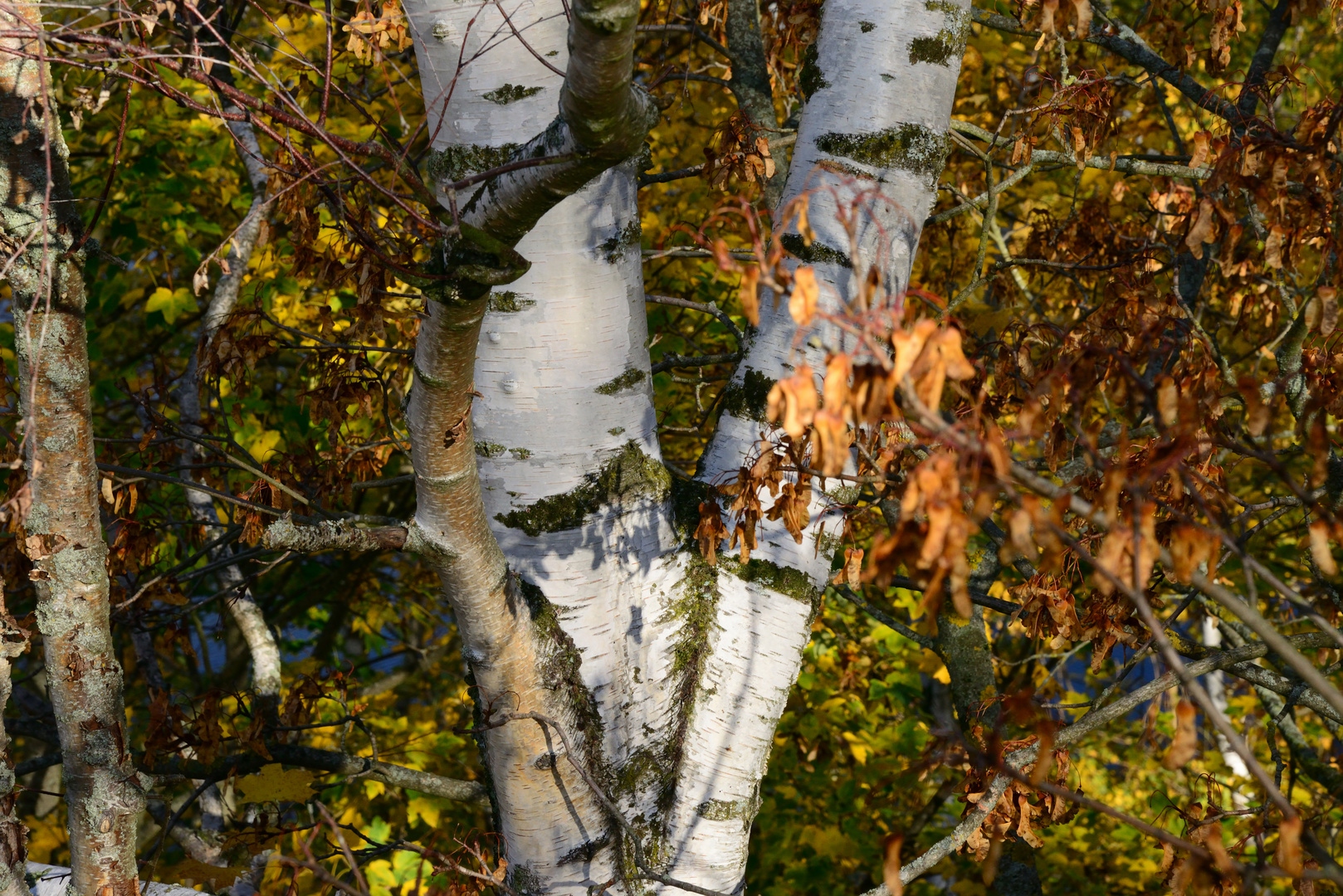 Birke in herbstlichen Gewand 