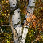 Birke in herbstlichen Gewand 