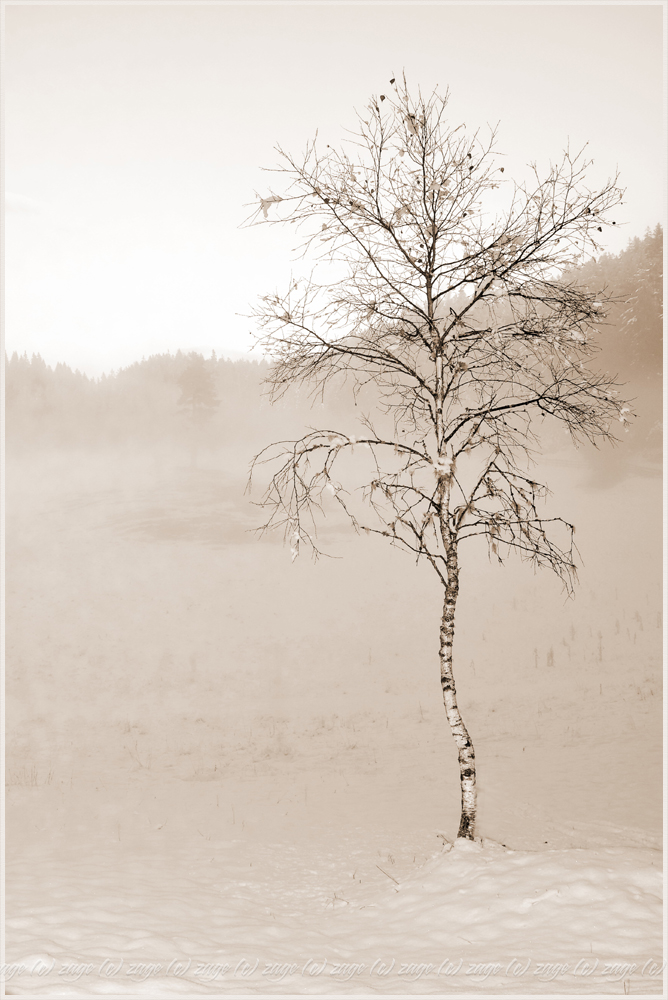 Birke in Sepia