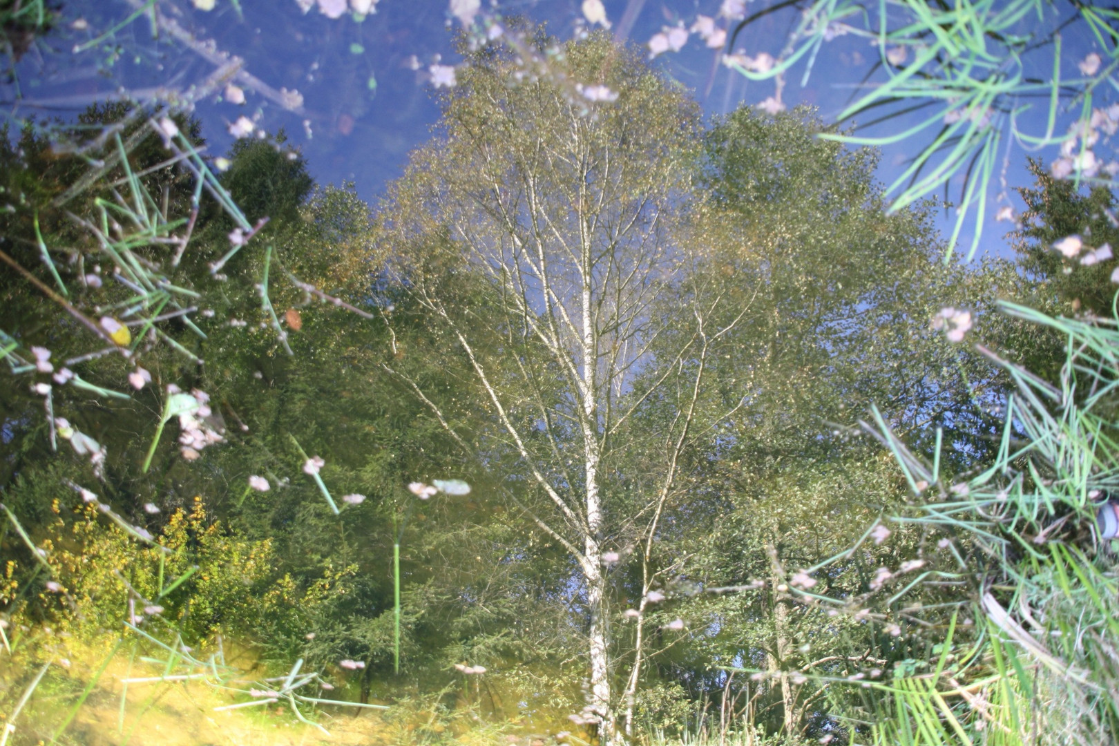 Birke in Teich gespiegelt