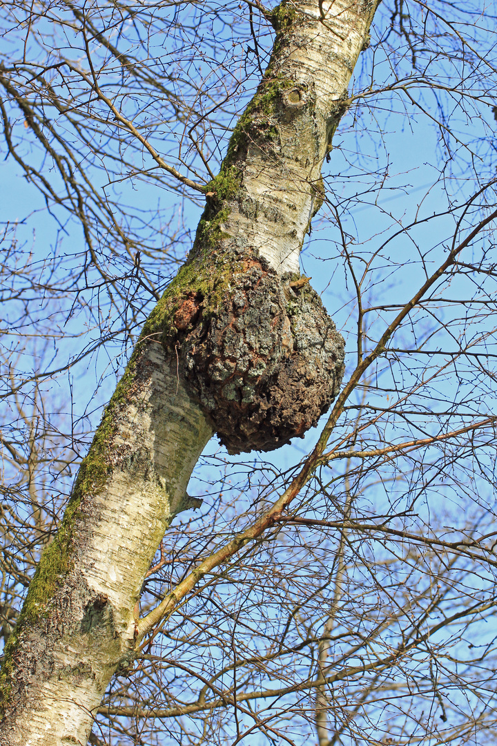 Birke mit Geschwür