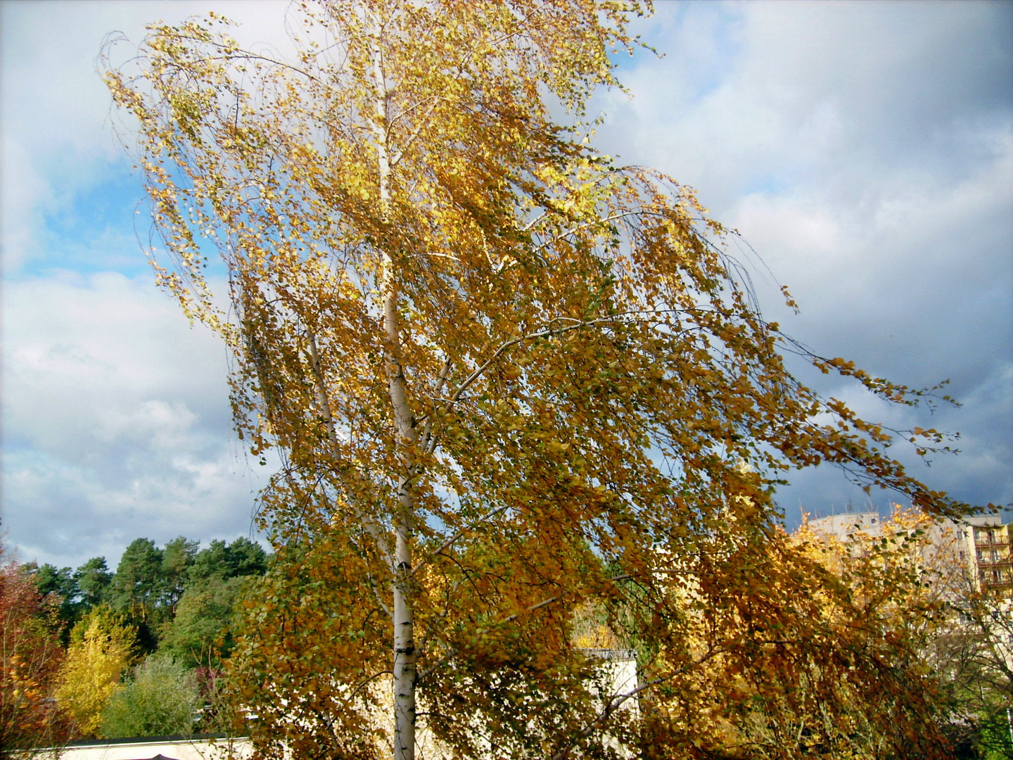 Birke mit Herbstlaub im Wind