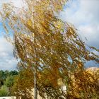 Birke mit Herbstlaub im Wind
